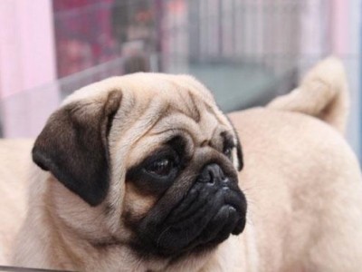 揭秘八哥犬的性格（一只宠物的两面性，你知道吗？）
