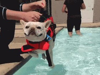 斗牛犬为何怕热？（探究斗牛犬怕热的原因及应对措施）