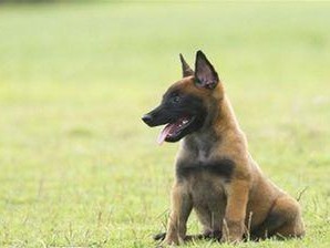 以马犬的标准体型及成长规律详解（掌握关键技巧，打造健康宠物生活）