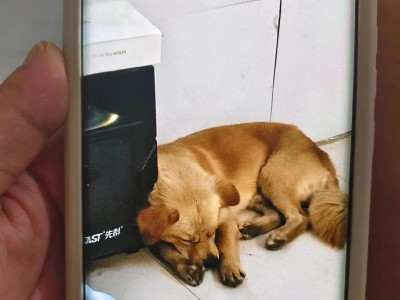 什么样的狗不值钱？（挑选宠物狗时需要注意的关键特点）
