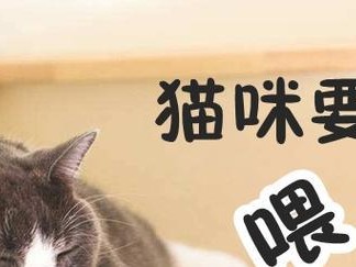 如何正确喂养小猫咪——让你的宠物健康成长（从饮食、卫生到健康——全方位了解小猫咪喂养）