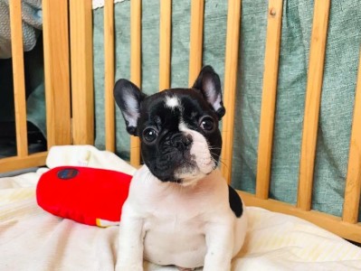 法斗犬的好斗性（了解法斗犬的好斗性，共同创造和谐犬主关系）