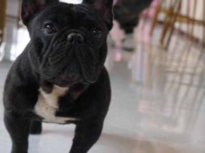 法斗犬的喂养秘诀（养一只健康快乐的法斗犬，关键在于正确喂养）