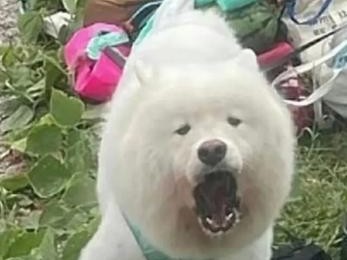 以萨摩耶不喂狗粮吃什么好？（健康饮食对于萨摩耶的重要性及推荐的替代食物）