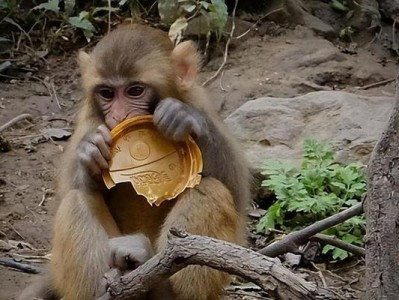 猕猴饲养全面指南（从养殖环境到饮食保健，让你成为合格的猕猴饲养者）