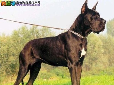 大丹幼犬衔取训练全攻略（培养幼犬规矩乖巧的必修课）