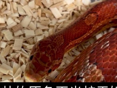 以成体玉米蛇多久吃一次？（饮食频率对成体玉米蛇健康的影响）