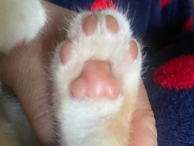 为什么猫的爪子那么锋利？（揭开猫爪锋利之谜，探索猫科动物的进化奇迹）