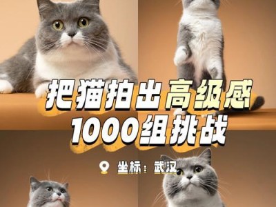 白色猫的品种及特点（探索白色猫品种的多样性与魅力）