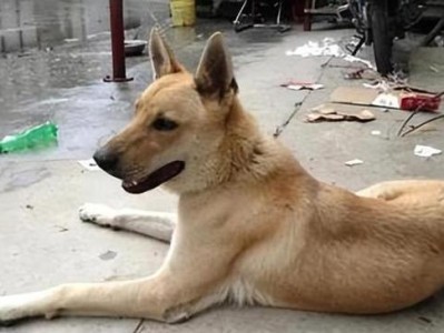 探寻狗类中难以死亡的品种之谜（解析狗类中生命力强大的秘密，探索不易死亡的品种）