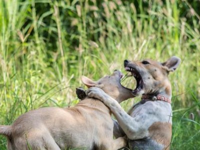 别被牛头梗外表迷惑！（宠物犬种的独特魅力）