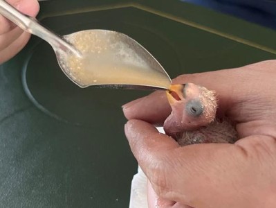 幼鸟喂食的重要性（了解幼鸟喂食的关键因素与方法）