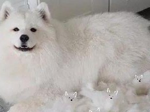 狗毛的这些妙用！发现狗毛的无限可能（以满地的狗毛逼疯铲屎官，你不知道的狗毛妙用！）