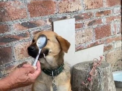 探讨狗狗不吃饭的原因及解决方法（狗狗为什么不吃饭，怎样才能让它吃饭）