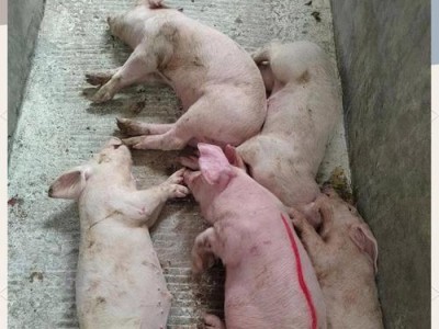 猪弓形体病的症状、防治措施及（认识猪弓形体病，科学预防）