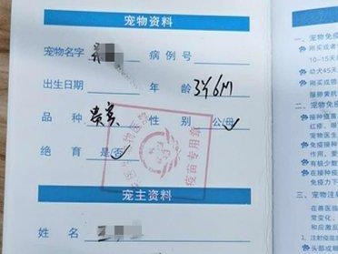如何开具宠物免疫证明？（从准备材料到办理流程，全方位指南）