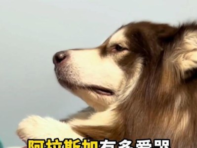 为什么以家里的狗哭不好（探究狗哭对家庭和狗的负面影响）