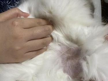 猫毛的生长周期及关键因素探究（揭秘猫毛生长的奥秘及护理技巧）
