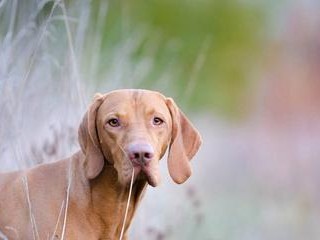 维兹拉犬饲养指南（专业养犬人士分享的养护经验与技巧）