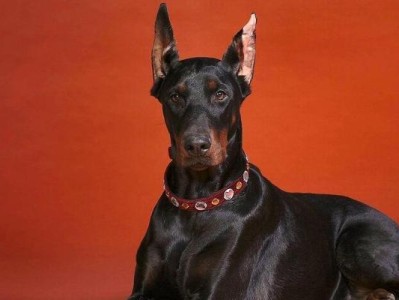 如何科学地饲养艾分杜宾犬（艾分杜宾犬的特点与饲养技巧）