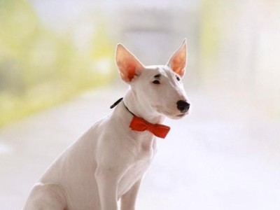 如何科学饲养史毕诺犬（以宠物为主，让史毕诺犬健康快乐成长）