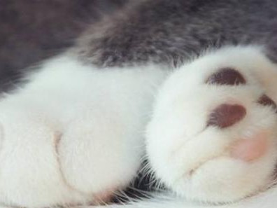掌握猫咪足底毛发的护理方法（如何让宠物猫的足底健康舒适？）