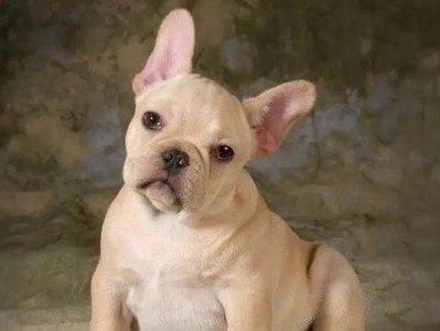 揭秘法牛犬的高价之谜（为什么法牛犬价格居高不下？）