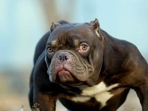 美国恶霸犬的食物禁忌——宠物主人必须知道的（保护你的宠物，远离这些有毒食物！）