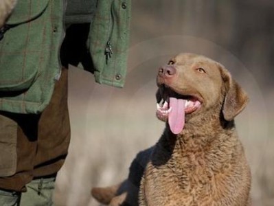 如何消除卷毛寻回犬的泪痕（教你5种有效的泪痕去除方法）