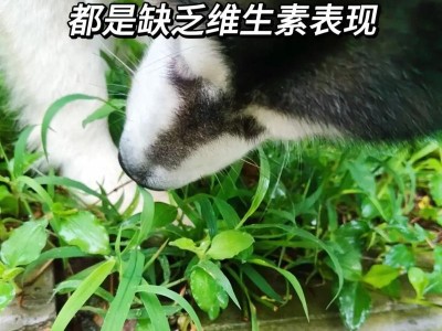 狗粮喂养（根据实际情况定量喂养，照顾宠物健康）