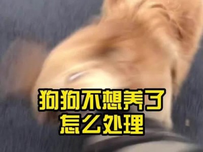 狗丢了，我为什么不想养了（失去宠物，心中的伤痛与思考）