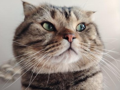 摸猫为什么会眯眼睛？（揭秘猫咪眯眼睛的奥秘，探寻背后隐藏的心理需求）