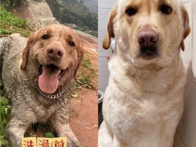狗宝宝一个月为什么会出现脏东西？（了解宠物狗的身体变化，注意宝宝健康成长）