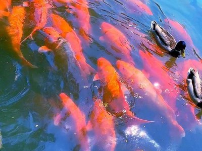 锦鲤鱼的理想水质环境（了解锦鲤鱼喜欢的水质条件与养殖技巧）