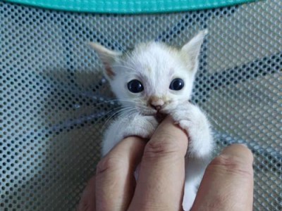 小奶猫长牙了，喂什么才好？（为你的小奶猫提供适当的食物很重要！）