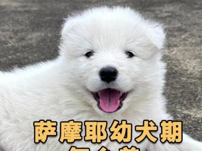 如何正确饲养幼犬（注意事项及关键要素）