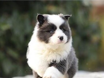 能否给边境牧羊犬喂食止痛药？（以宠物为主，探讨边境牧羊犬吃止痛药的安全性）