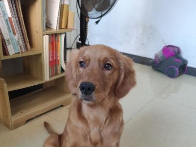 金毛的尴尬期是多久？（探究金毛尴尬期的持续时间及解决方法）