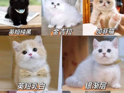 拉布拉多幼犬饲养攻略（帮助新手正确养护拉布拉多的技巧）