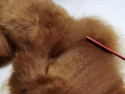 泰迪犬为何会弓腰?(探究泰迪犬弓腰的原因及预防方法)