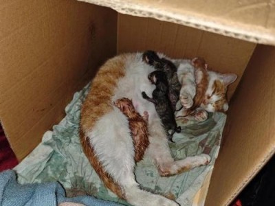 为什么幼猫会叫个不停（探究幼猫叫个不停的原因及应对方法）