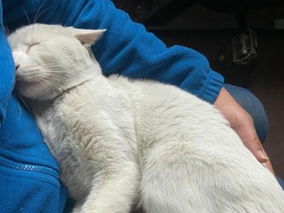 猫突然攻击（了解猫咪攻击行为的关键——保护自己和宠物的安全）