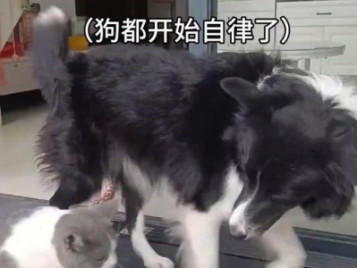 狗用跑步机的注意事项（为你的宠物提供安全有效的运动方式）