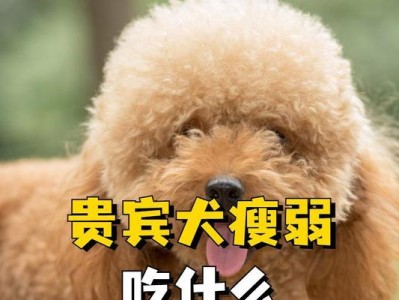小狗的生命禁区（揭秘小狗饮食中的致命误区，提醒宠主们保护爱宠的健康）