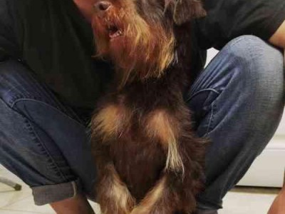 德国猎梗——优秀的宠物犬品种（以勇敢和智慧著称的德国猎梗，了解一下这个可爱的小家伙吧！）