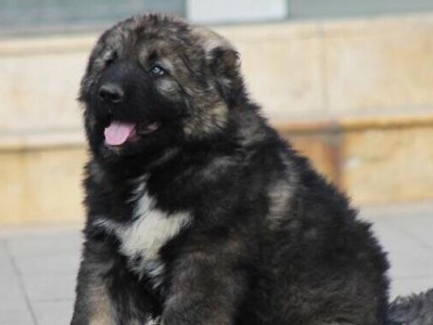 高加索犬成长必备条件（为您的宠物提供最好的生活环境）