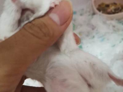 仓鼠妈妈的再次怀孕周期及繁殖特点（了解仓鼠妈妈的繁殖周期和健康管理）