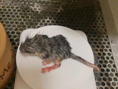 影响龙猫价格的因素及其影响力（了解龙猫价格背后的决定因素，掌握市场动向）