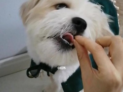 狗狗打虫药和狗粮一起吃可以吗？（以宠物为主，了解正确喂养方式）