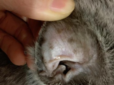 猫猫耳朵烫的原因及解决方法（揭秘猫猫耳朵烫的奥秘，让你的爱宠远离疾病）
